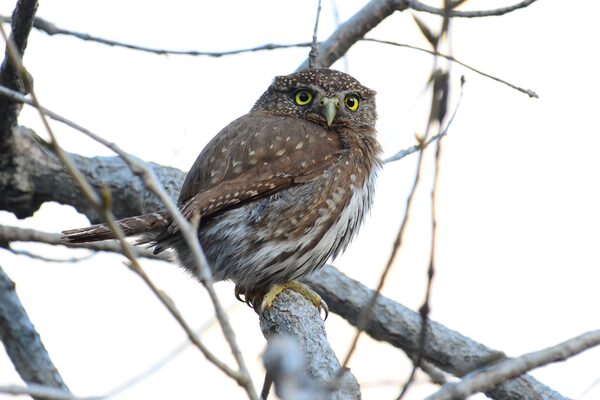 Northern Pygmy-Owl, Putah Creek CA